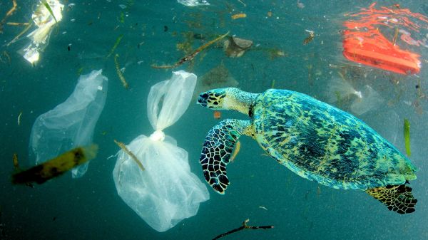The Truth About Microplastics & Smarter Living