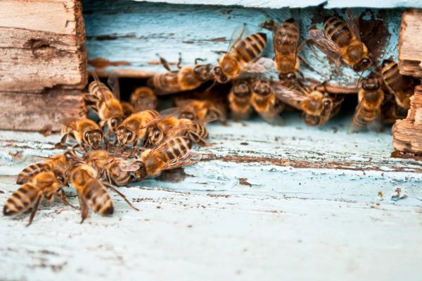 Why Bees Are Called Worker Bees